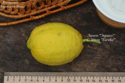 C. limon Eureka1